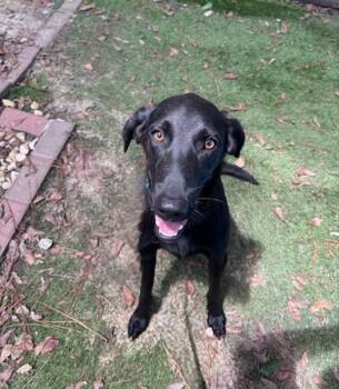 Rescue Black Labrador Retriever and Hound Dogs for Adoption in Pensacola, Florida - Alan | PetCurious