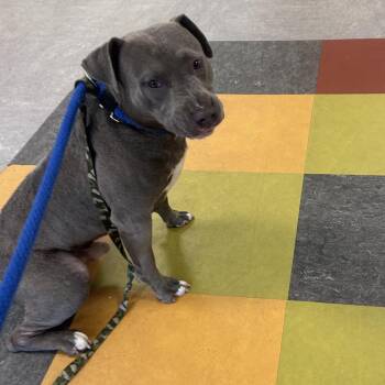 Boon -  Mixed Breed Dog for Adoption in Philadelphia, Pennsylvania - Boon | PetCurious