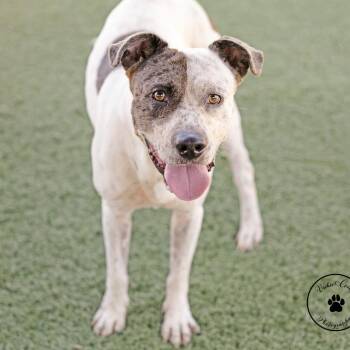 Benjamin -  Terrier and Australian Cattle Dog Blue Heeler Dog for Adoption in Abilene, Texas - Benjamin | PetCurious