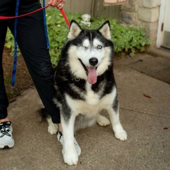 Liv -  Husky Dog for Adoption in Chester Springs, Pennsylvania - Liv | PetCurious