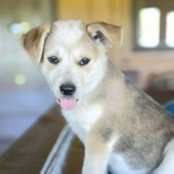 Australian Shepherd and Foxhound Dogs Available for Adoption in Boerne, Texas - Adam | PetCurious