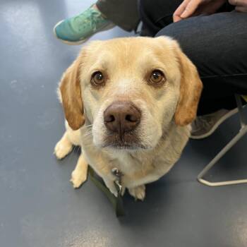 Labrador Retriever Dogs Available for Adoption - Miller | PetCurious