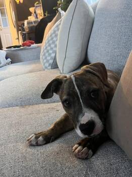 Dachshund Dogs Available for Adoption - Marty | PetCurious