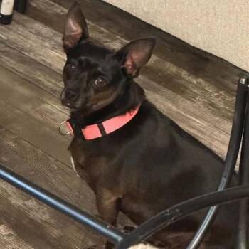 Evie -  Chihuahua Dog for Adoption in Grand Bay, Alabama - Evie | PetCurious