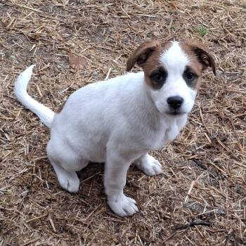 Saint Bernard Dogs Available for Adoption in Pineville, Missouri - Panda | PetCurious