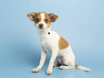 BIG DILL -  Chihuahua Dog for Adoption in Phoenix, Arizona - BIG DILL | PetCurious