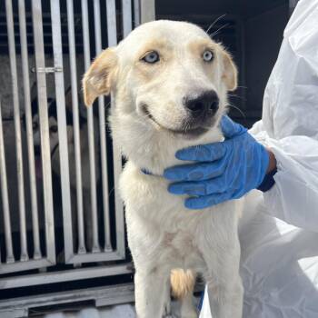 Jigglypuff -  Shepherd Dog for Adoption in Edinburg, Texas - Jigglypuff | PetCurious