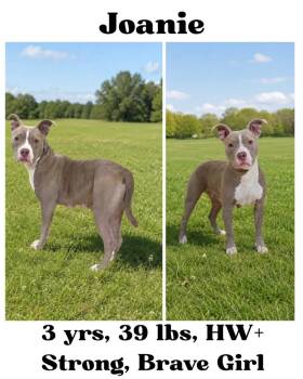 Joanie -  American Bulldog and American Staffordshire Terrier Dog for Adoption in Albany, Georgia - Joanie | PetCurious