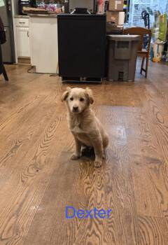 Goldendoodle and Golden Retriever Dogs Available for Adoption - Dexter | PetCurious