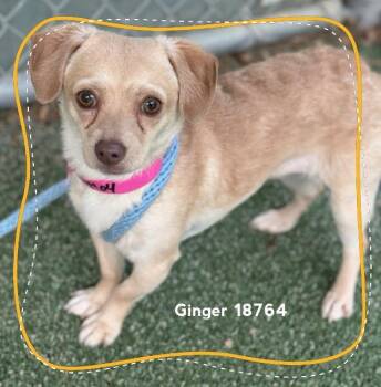 Chihuahua Dogs Available for Adoption in Marietta, Georgia - GINGER | PetCurious