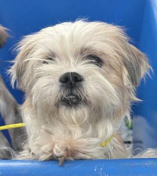 Rescue Shih Tzu and Mixed Breed Dogs for Adoption in Dallas, Texas - LUNA | PetCurious