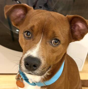 Francis -  Labrador Retriever Dog for Adoption - Francis | PetCurious