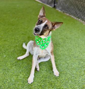 Dolly -  Australian Cattle Dog Blue Heeler and Mixed Breed Dog for Adoption in Ellijay, Georgia - Dolly | PetCurious