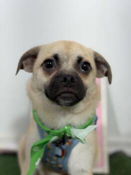 Bingo-One of our Amazing Rescue Dogs -  Pug and Mixed Breed Dog for Adoption in Carlsbad, California - Bingo-One Of Our Amazing Rescue Dogs | PetCurious
