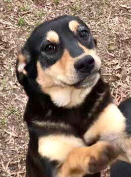 Rescue Black And Tan Coonhound and Labrador Retriever Dogs for Adoption in Gillsville, Georgia - Nadia (Olympic Crew) | PetCurious