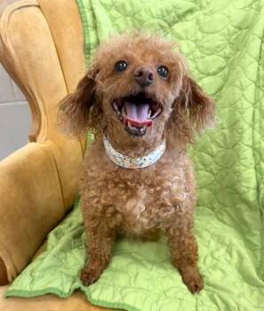 Zena -  Poodle Dog for Adoption in Madison, Georgia - Zena | PetCurious