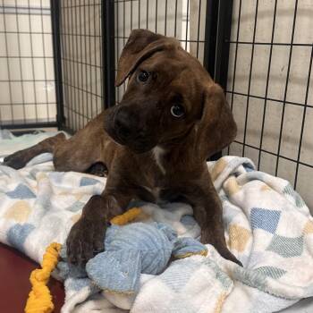 Dolly -  Boxer Dog for Adoption in Canton, Illinois - Dolly | PetCurious