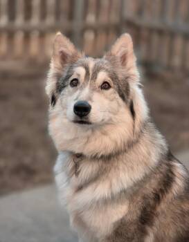 Floof -  Collie and Husky Dog for Adoption in Calgary, Alberta - Floof | PetCurious