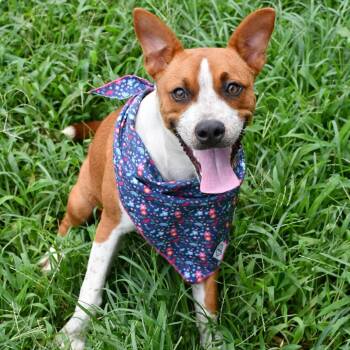 Nia -  Black Mouth Cur Dog for Adoption in Beaumont, Texas - Nia | PetCurious