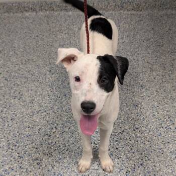 Heart -  Mixed Breed Dog for Adoption in Greenville, South Carolina - Heart | PetCurious