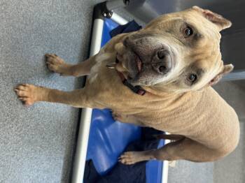 Rescue Pit Bull Terrier Dogs for Adoption in Eagle, Idaho - Blue **Courtesy Post. Out Of Town Pet. See Below For Details** | PetCurious