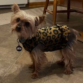 Rescue Silky Terrier Dogs for Adoption in Sun Prairie, Wisconsin - Cookie | PetCurious