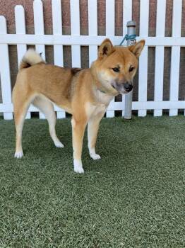 SHIBA -  Shiba Inu Dog for Adoption in Modesto, California - SHIBA | PetCurious