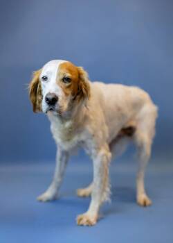 Talia -  English Springer Spaniel Dog for Adoption in Clarksville, Tennessee - Talia | PetCurious