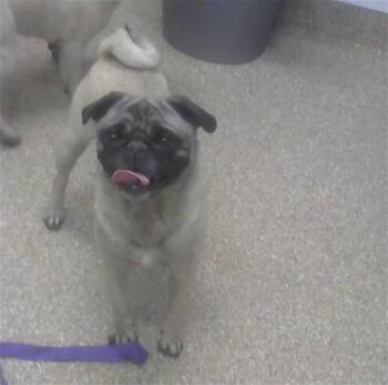 Pug and Mixed Breed Dogs Available for Adoption in Albuquerque, New Mexico - MUNECA | PetCurious