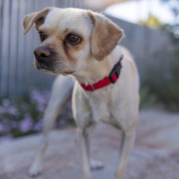 Adonis -  Chihuahua Dog for Adoption in Palm Springs, California - Adonis | PetCurious