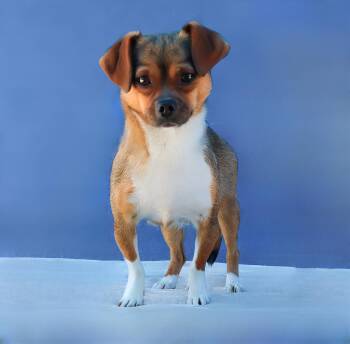 Chihuahua and Terrier Dogs Available for Adoption in Pasadena, California - CHIQUITA | PetCurious