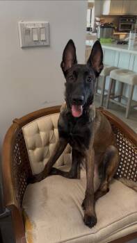 Dex - Located in Florida -  Belgian Shepherd Malinois Dog for Adoption in Imlay City, Michigan - Dex - Located In Florida | PetCurious