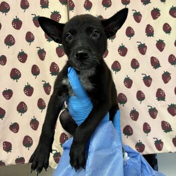 Bear -  Retriever and Mixed Breed Dog for Adoption in San Antonio, Texas - Bear | PetCurious