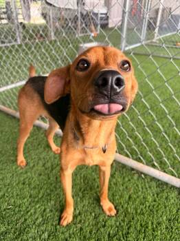Mixed Breed Dogs Available for Adoption in New York, New York - Benny | PetCurious