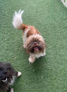 Pudgy -  Lhasa Apso and Shih Tzu Dog for Adoption in Gun Barrel City, Texas - Pudgy | PetCurious