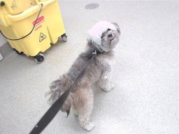 REGINA -  Shih Tzu and Mixed Breed Dog for Adoption in Omaha, Nebraska - REGINA | PetCurious