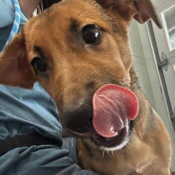 Leia -  Mixed Breed Dog for Adoption in Asheville, North Carolina - Leia | PetCurious
