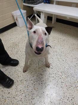 Bull Terrier Dogs Available for Adoption in Rocky Mount, North Carolina - Margo31476 (Rescue Only) | PetCurious
