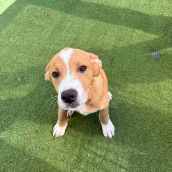 Rescue Mixed Breed Dogs for Adoption in Loxahatchee Groves, Florida - Cypress 6256 | PetCurious