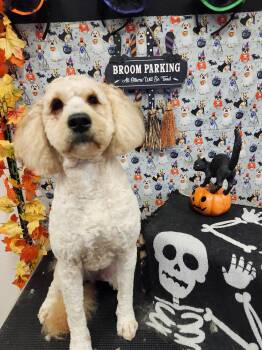 Rescue Poodle Dogs for Adoption in Reedsport, Oregon - Sammy Beau Doodle | PetCurious