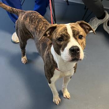 Pit Bull Terrier and Mixed Breed Dogs Available for Adoption - Charlotte | PetCurious