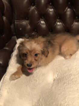 Eggbert -  Maltipoo Dog for Adoption in Fresno, California - Eggbert | PetCurious