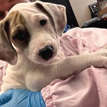 Chase -  Mixed Breed Dog for Adoption in Belleville, Illinois - Chase | PetCurious