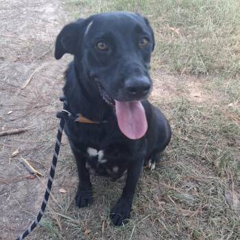 Ladybug (Foster) -  Labrador Retriever Dog for Adoption in Belleville, Illinois - Ladybug (Foster) | PetCurious
