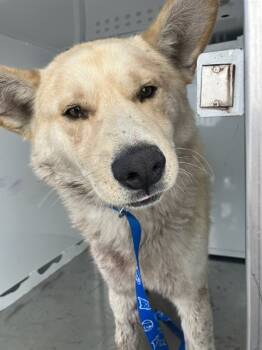 Rescue Siberian Husky and Mixed Breed Dogs for Adoption in Stockton, California - CASPER | PetCurious