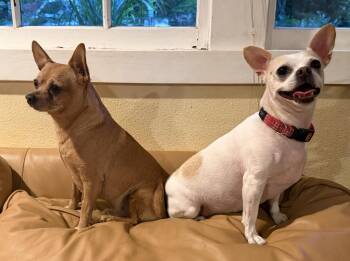 Wilma -  Chihuahua Dog for Adoption in Puyallup, Washington - Wilma | PetCurious