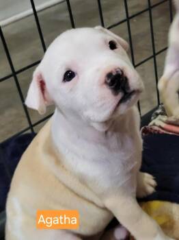 Agatha Christie -  Pit Bull Terrier Dog for Adoption in Pottstown, Pennsylvania - Agatha Christie | PetCurious