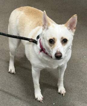 Chihuahua and Mixed Breed Dogs Available for Adoption - LAYLA | PetCurious