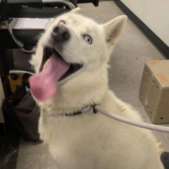 Coco Krispies -  Shepherd Dog for Adoption in Philadelphia, Pennsylvania - Coco Krispies | PetCurious