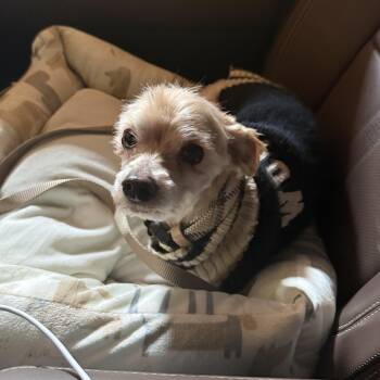 Yorkie Poo Dogs Available for Adoption in Seward, Nebraska - Lex | PetCurious